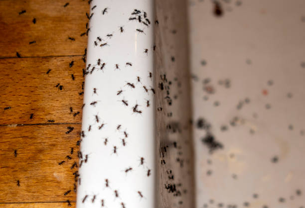 Best Termite Control Services  in Mansfield, TX